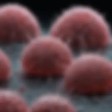 An In-Depth Exploration of THP-1 Monocytes: Functions, Isolation, and Applications Summary An In-Depth Exploration of THP-1 Monocytes: Functions, Isolation, and Applications Summary