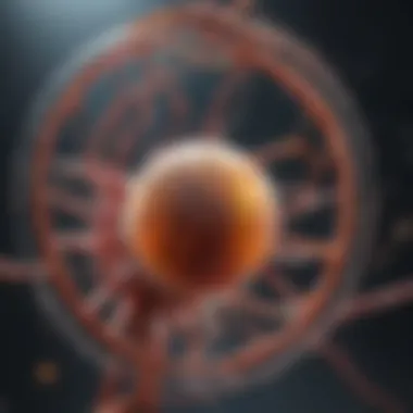 Illustration of biological mechanisms affected by fasting