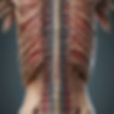 An anatomical diagram illustrating the spine and possible nerve pathways affected by surgery.