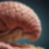 A diagram illustrating the cerebellum's role in coordination and balance