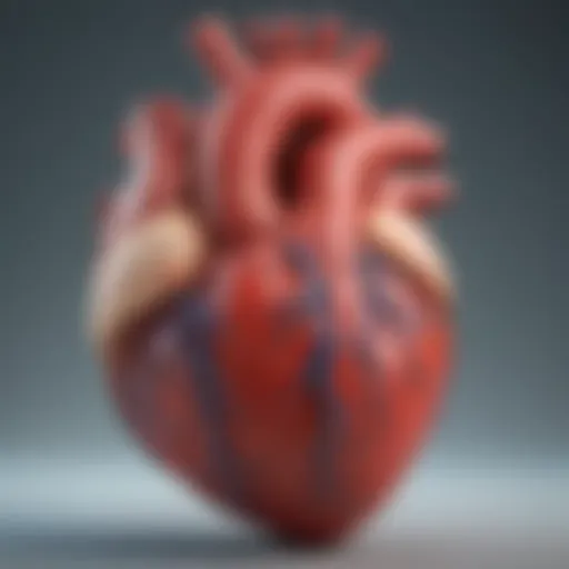 Detailed illustration of the heart depicting chronic cardiac myopathy