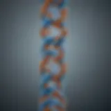 Illustration depicting the Philadelphia chromosome's structure