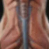 Anatomical diagram of the spinal cord highlighting hemisection.