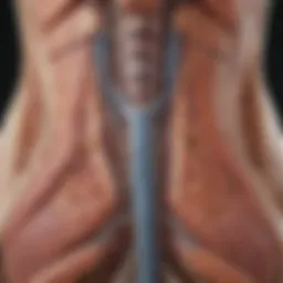 Anatomical diagram of the spinal cord highlighting hemisection.