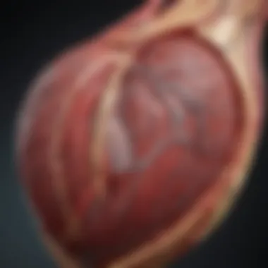 Coronary Artery Structure and CAD Effects Detailed illustration of coronary artery structure and CAD effects