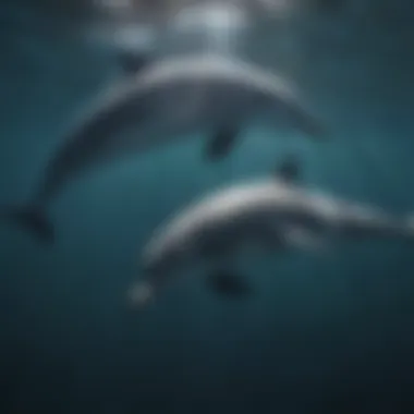 Underwater scene depicting dolphins communicating through echolocation.