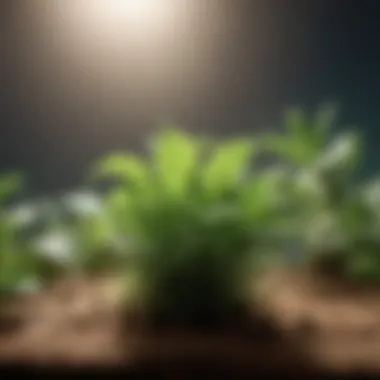 Impact of Light Intensity on Photosynthesis Graph showing the effects of light intensity on photosynthesis
