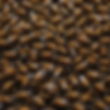 Diversity Among Bees: Colors and Sizes Different bee species showcasing their diverse colors and sizes.