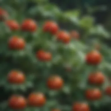Insect Diversity on Tomato Leaves Diverse insect species on tomato foliage