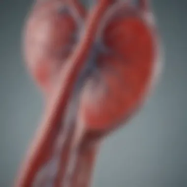 Vascular Changes During Dialysis An abstract representation of vascular changes during kidney dialysis.