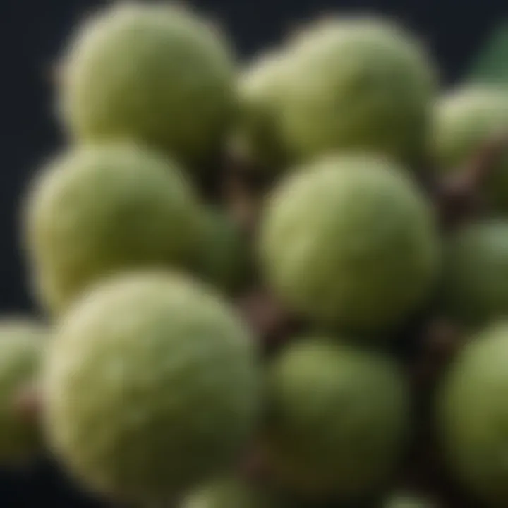 Microscopic view of cellular effects of noni juice