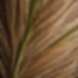 Close-up of Plantago ovata husk showcasing its texture