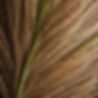 Close-up of Plantago ovata husk showcasing its texture
