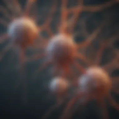 Visual representation of different types of neurones and their classifications.