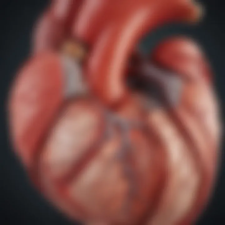 Detailed anatomical illustration of heart affected by rheumatic fever