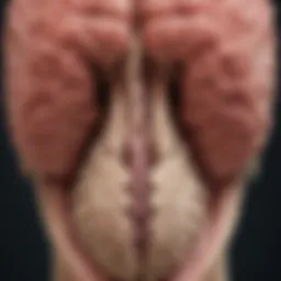 Detailed illustration of brain anatomy highlighting key regions