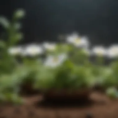Bioactive Compounds of Brahmi A scientific representation of the chemical compounds found in Brahmi, illustrating its bioactive properties.