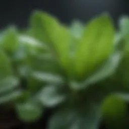 A close-up of Brahmi leaves with dewdrops, highlighting its natural beauty.