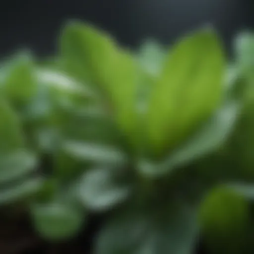 A close-up of Brahmi leaves with dewdrops, highlighting its natural beauty.