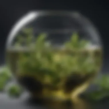 Catechins in Green Tea Chemical structure of catechins found in green tea