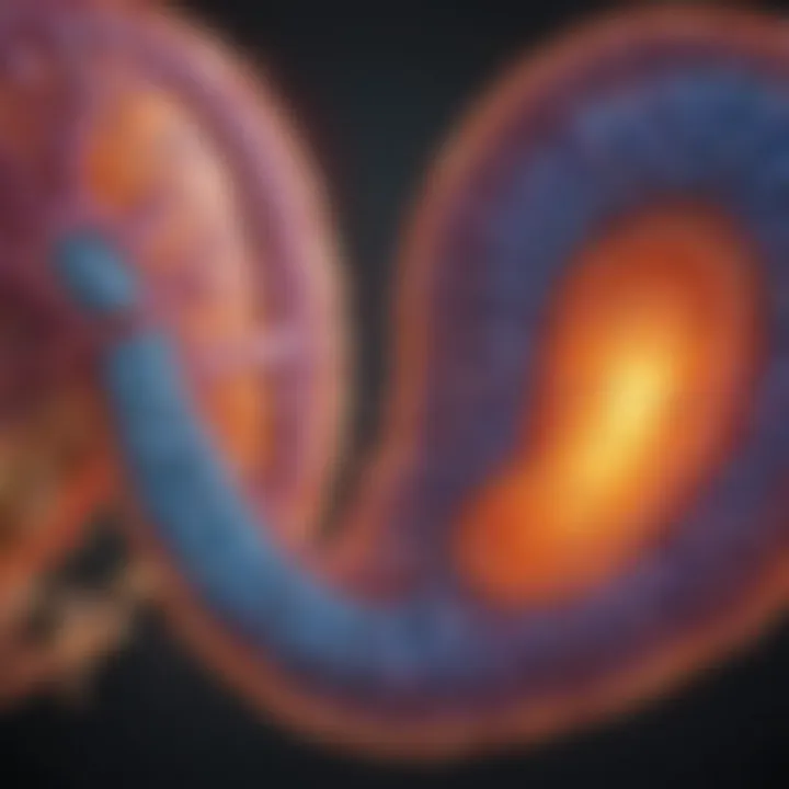 Diagram of mitochondrial function