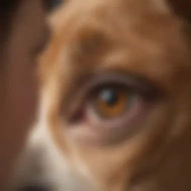 Veterinarian examining a dog's eye for dry eye condition