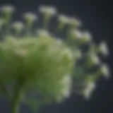 Fennel plant showcasing its delicate flowers and feathery leaves