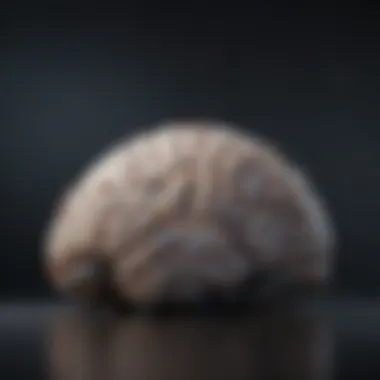 Ethics in Functional Brain Mapping Ethical considerations in brain mapping