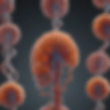 Genetic Mechanisms of Myotonic Dystrophy Genetic mechanisms involved in myotonic dystrophy