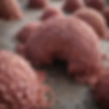 Graphical representation of the classification of germ cell tumors