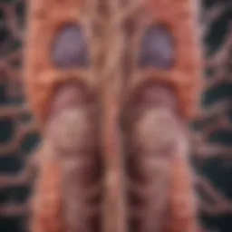 Illustration showing the connection between gut health and brain function