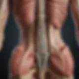 Detailed anatomical diagram of the spinal cord showcasing herniation