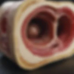 Detailed diagram illustrating bone marrow anatomy