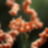 Probiotic strains beneficial for gut health