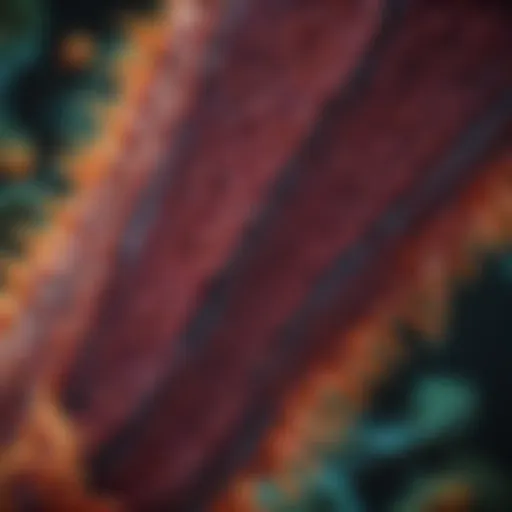 High-resolution image of living tissue under confocal microscopy