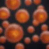 Cellular representation of leukemia cells