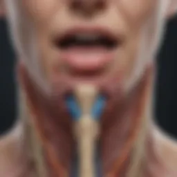 Anatomy of the thyroid gland illustrating normal versus atrophied states.