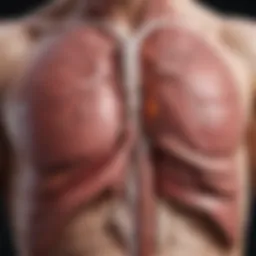 Anatomy of the liver highlighting areas susceptible to irritation