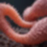 Schematic representation of Juvenile Polyp Syndrome highlighting genetic predisposition.