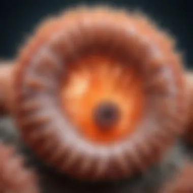 Types of Juvenile Polyps Illustration showing various types of juvenile polyps found in the gastrointestinal tract.