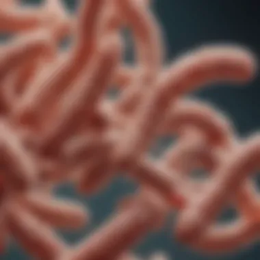 Lactobacillus: The Probiotic Powerhouse Microscopic view of Lactobacillus bacteria showcasing their rod-shaped structure