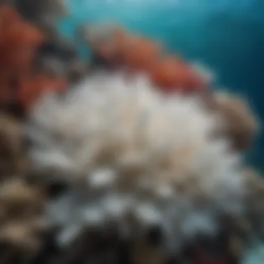 Coral Bleaching in the Great Barrier Reef Colorful coral reef displaying signs of bleaching