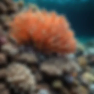 Research on Coral Health and Conservation Scientists conducting research on coral health