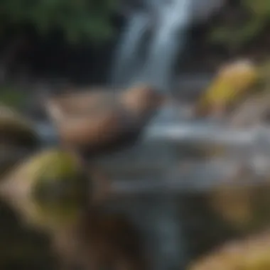 American Dipper in Action An American Dipper diving into a river, demonstrating its unique feeding behavior.