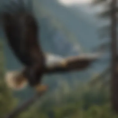 Bald Eagle Overlooking the Northwest A majestic Bald Eagle soaring over a forested landscape, symbolizing strength and freedom.