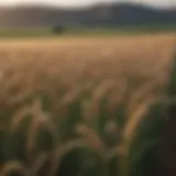 A lush wheat field showcasing healthy crops and pesticide application