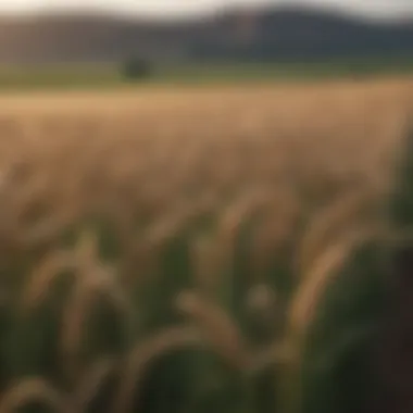 A lush wheat field showcasing healthy crops and pesticide application