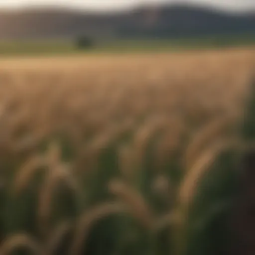 A lush wheat field showcasing healthy crops and pesticide application