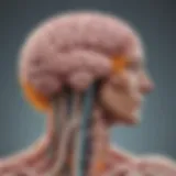 Diagram illustrating the gut-brain connection and probiotics impact