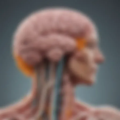 Diagram illustrating the gut-brain connection and probiotics impact